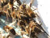 abejas en piqiera1.JPG (355299 bytes)