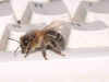 foto abeja teclado.jpg (39849 bytes)