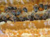 foto_abejas_libando_panaletas.jpg (45930 bytes)